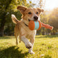 🎁2026 New Arrivals 40% OFF💥Interactive Rolling Ball Toy for Dogs