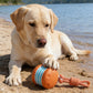 🎁2026 New Arrivals 40% OFF💥Interactive Rolling Ball Toy for Dogs
