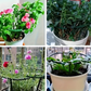 🌿 Plant Grow Rings ✅ Interlocking Support & Easy Setup | Keep Plants Upright Fast 🌱