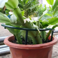🌿 Plant Grow Rings ✅ Interlocking Support & Easy Setup | Keep Plants Upright Fast 🌱