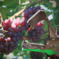 Universal Lightweight Durable Plant Vine Tying Machine