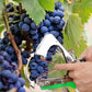 Universal Lightweight Durable Plant Vine Tying Machine