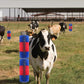 🐎Livestock Full Massage Grooming Scratching Brush
