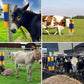 🐎Livestock Full Massage Grooming Scratching Brush